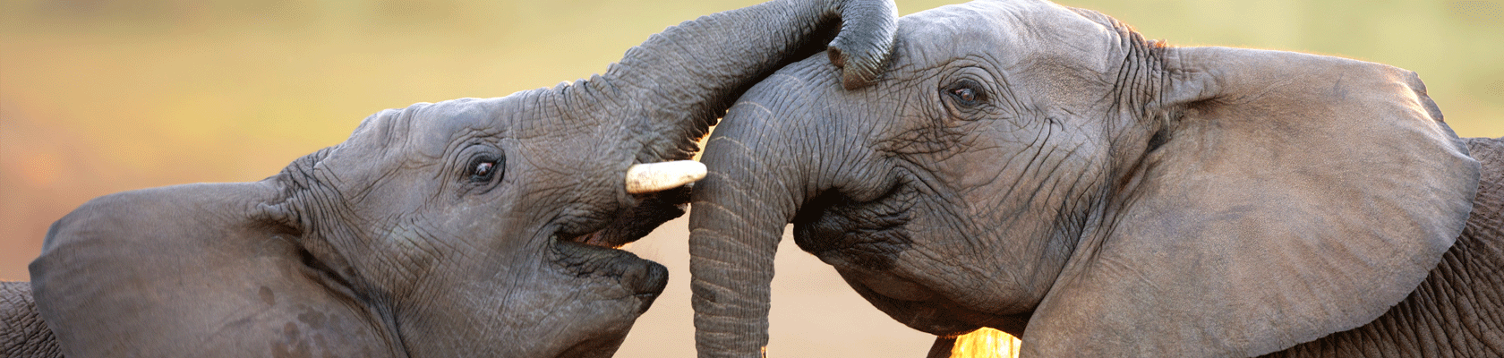 Rondreis Zuid-Afrika