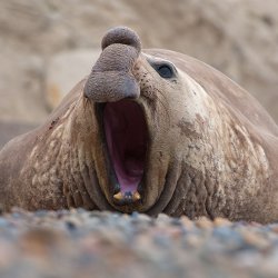 ar_al_patagonie_peninsulavaldes_zeehond_61824490.jpg