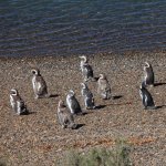 cl_al_punta arenas.jpg