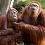 id_al_bukit lawang 1.jpg