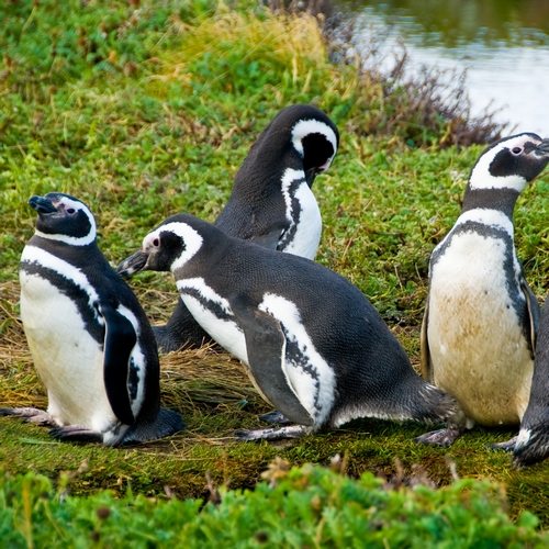 Punta Arenas Pinguins