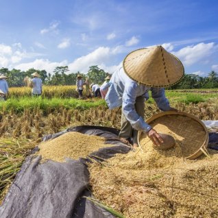 id_al_bali_rijstwerkers_173811200.jpg