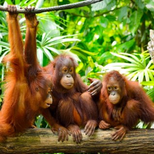 id_al_sumatra_orangoetans_198517937.jpg
