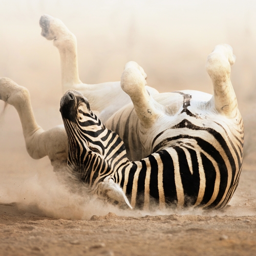Etosha, zebra