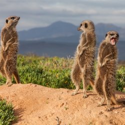 za_al_meerkatten_200708129.jpg
