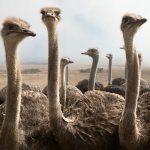 Struisvogels in Oudtshoorn