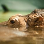 Nijlpaard, St. Lucia