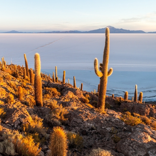  De gigantische cactussen op Incahuasi-eiland