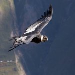 pe_al_andean condor in the colca canyon.jpg