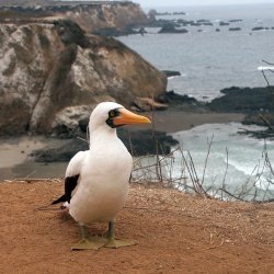 ec_al_isla de la plata.jpg