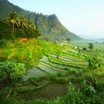 id_al_bali_rijstveld_81279985.jpg