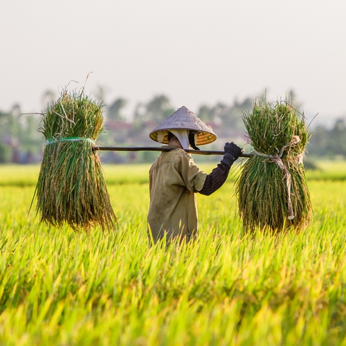 Man aan het werk in een rijstveld in Lombok