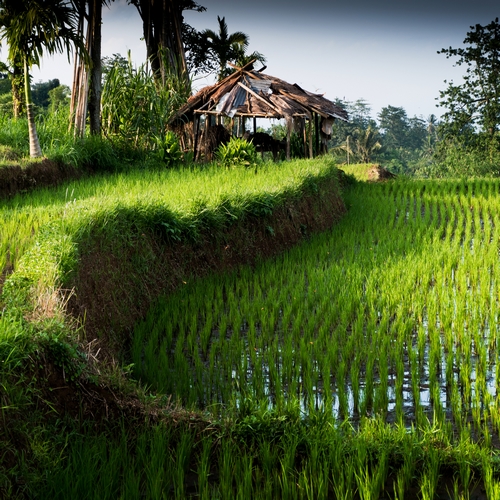 Rijstvelden op lombok