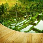 Rijstvelden in Ubud, Bali