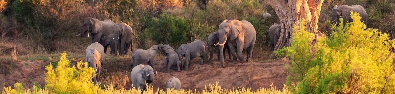 Op safari in het Krugerpark