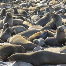 za_al_swak_seal reserve.jpg