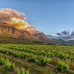 Stellenbosch