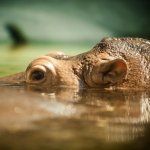 Nijlpaard in St. Lucia