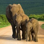 Addo National Park olifanten