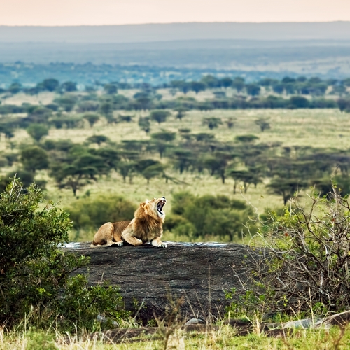 Serengeti