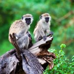 tz_al_lakemanyara2.jpg