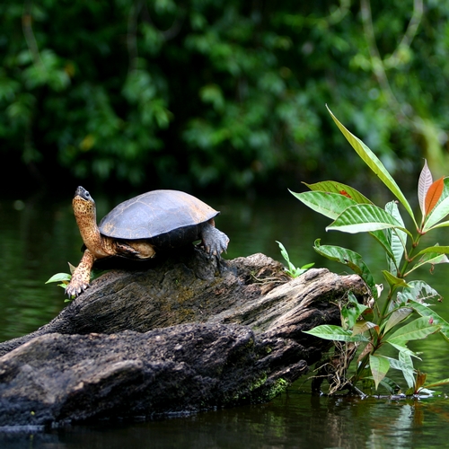 Schildpad in Tortuguero