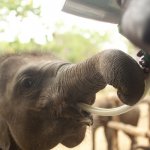 lk_al_elephant transit home.jpg
