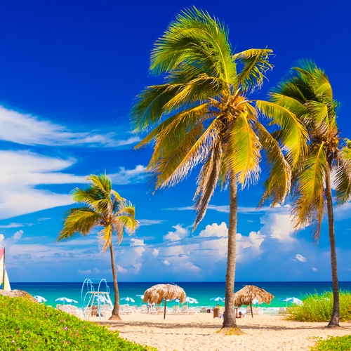 Palmbomen in Varadero, Cuba