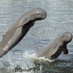 my_al_irrawaddydolphin.jpg