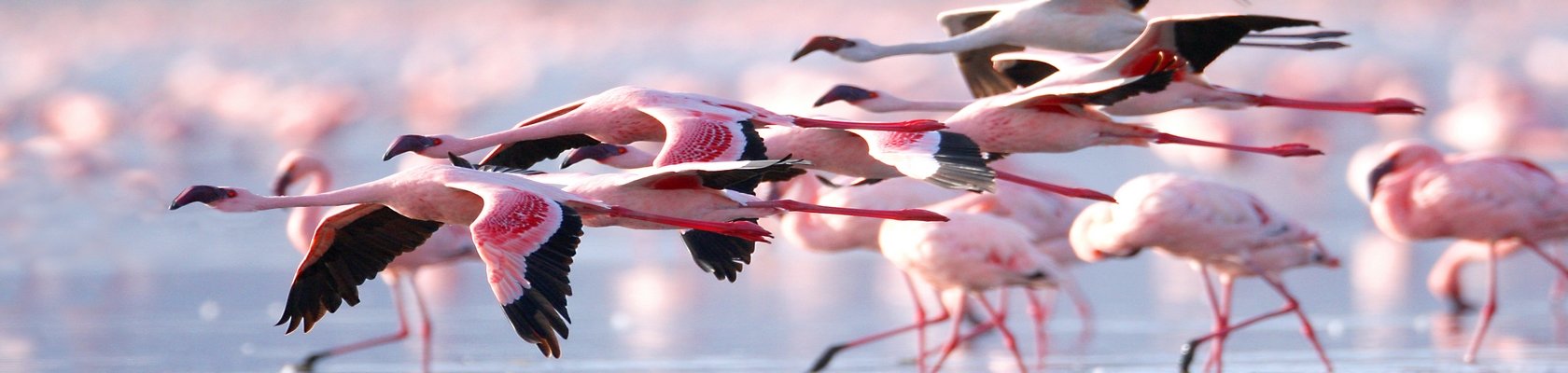 Lake Nakuru