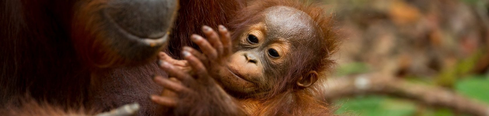 Orang Oetans, Sumatra