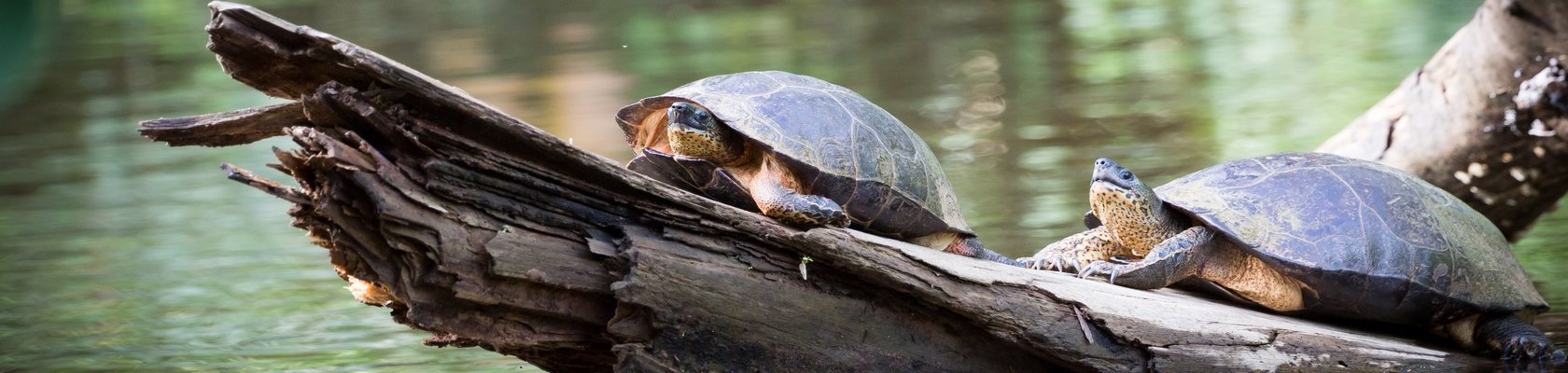 Tortuguero Nationaal Park