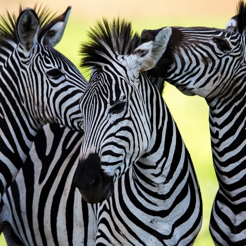 Zebra's in Serengeti NP