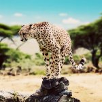 tz_al_serengeti.jpg