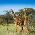 tz_al_serengeti (2).jpg