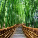 jp_alg_kyoto_bamboo.jpg