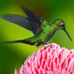 Hummingbird Costa Rica