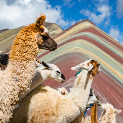 Regenboogbergen en alpaca's