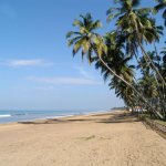 lk_ac_royalpalms_st.jpg