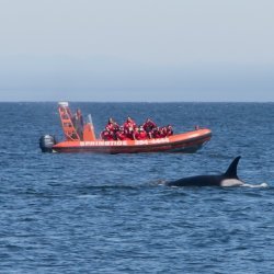 Walvis spotten Cruise