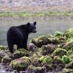 Zwarte beer in de omgeving van Tofino