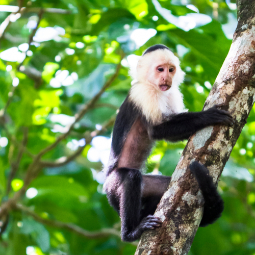 Aapje in Tortuguero National Park