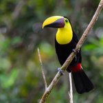 Toekan in Sarapiqu&iacute;