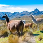 El Cajas Nationaal Park