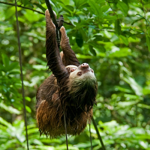 Luiaard in Tirimbina Rainforest
