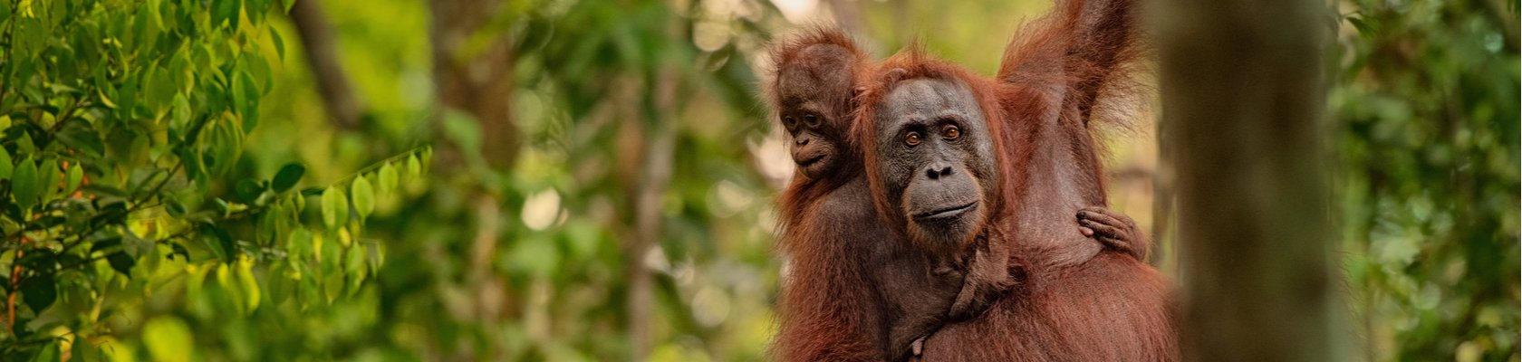 Orang oetans op Borneo