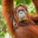 Semenggoh orang-oetan Seduku