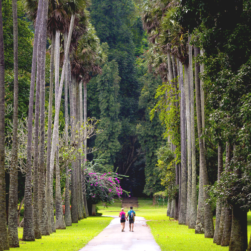Kandy Botanische Tuinen