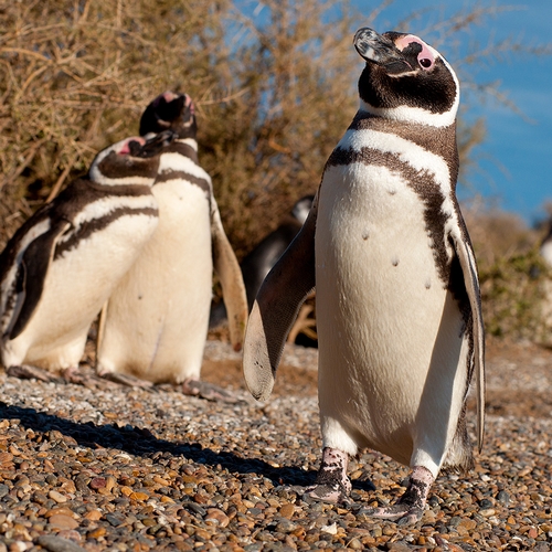 Puerto Madryn, pinguïns