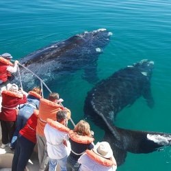 ar_al_puertomadryn_whalewatching.jpg
